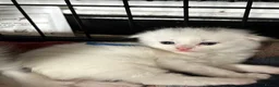Scottish Fold cats for sale: White Scottish fold long and short hair kittens  - Advert 10