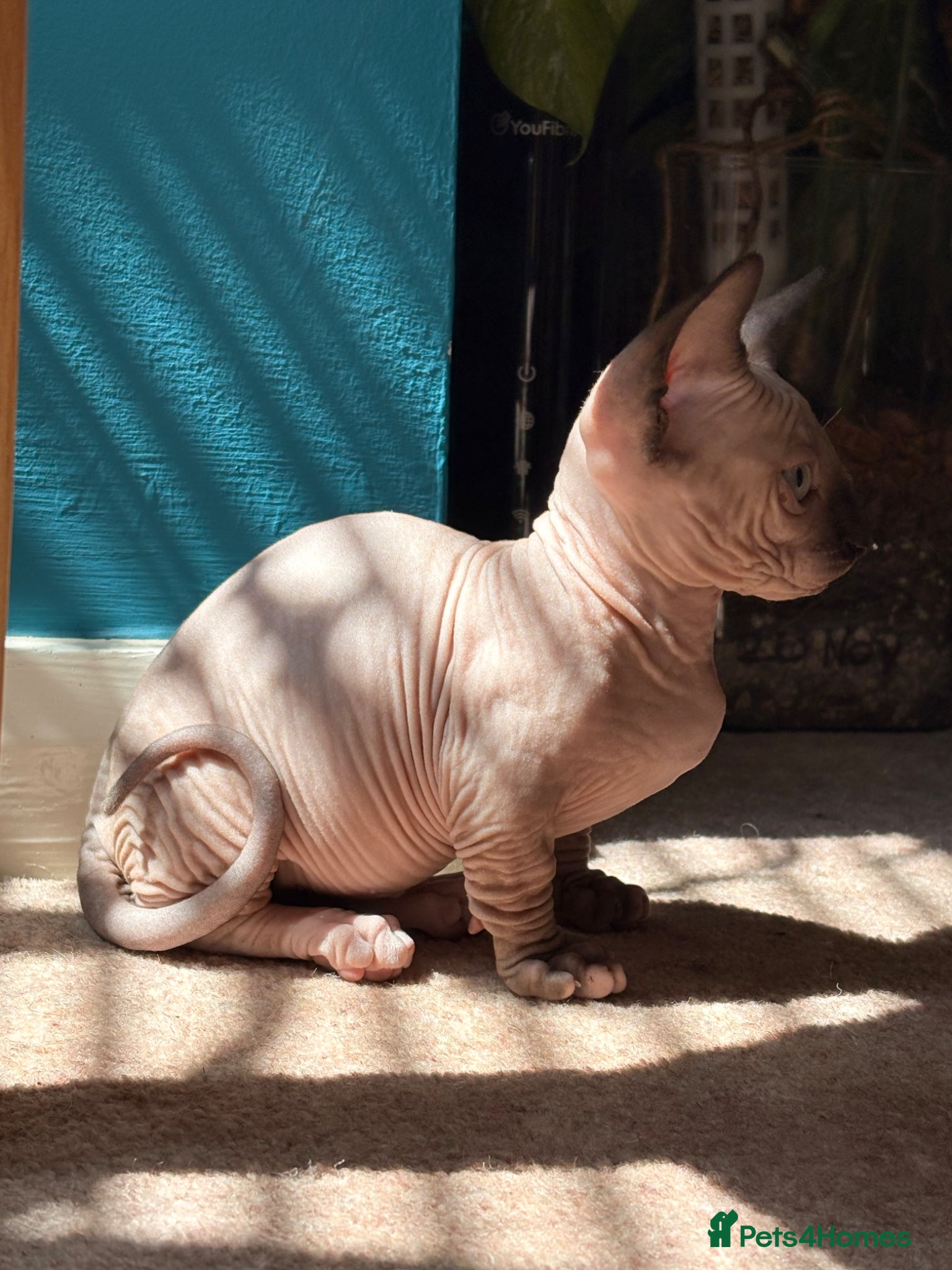 Sphynx cats for sale: Sphynx bambino kittens available 🐈‍⬛🐈 - Advert 15