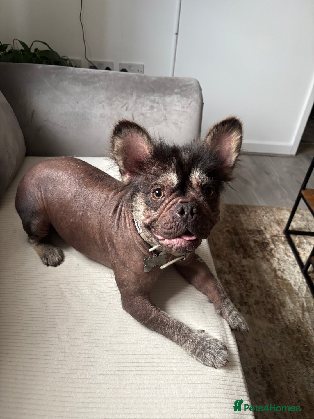 French Bulldog dogs for stud: Hairless french bulldog for STUD!!! - Image 5