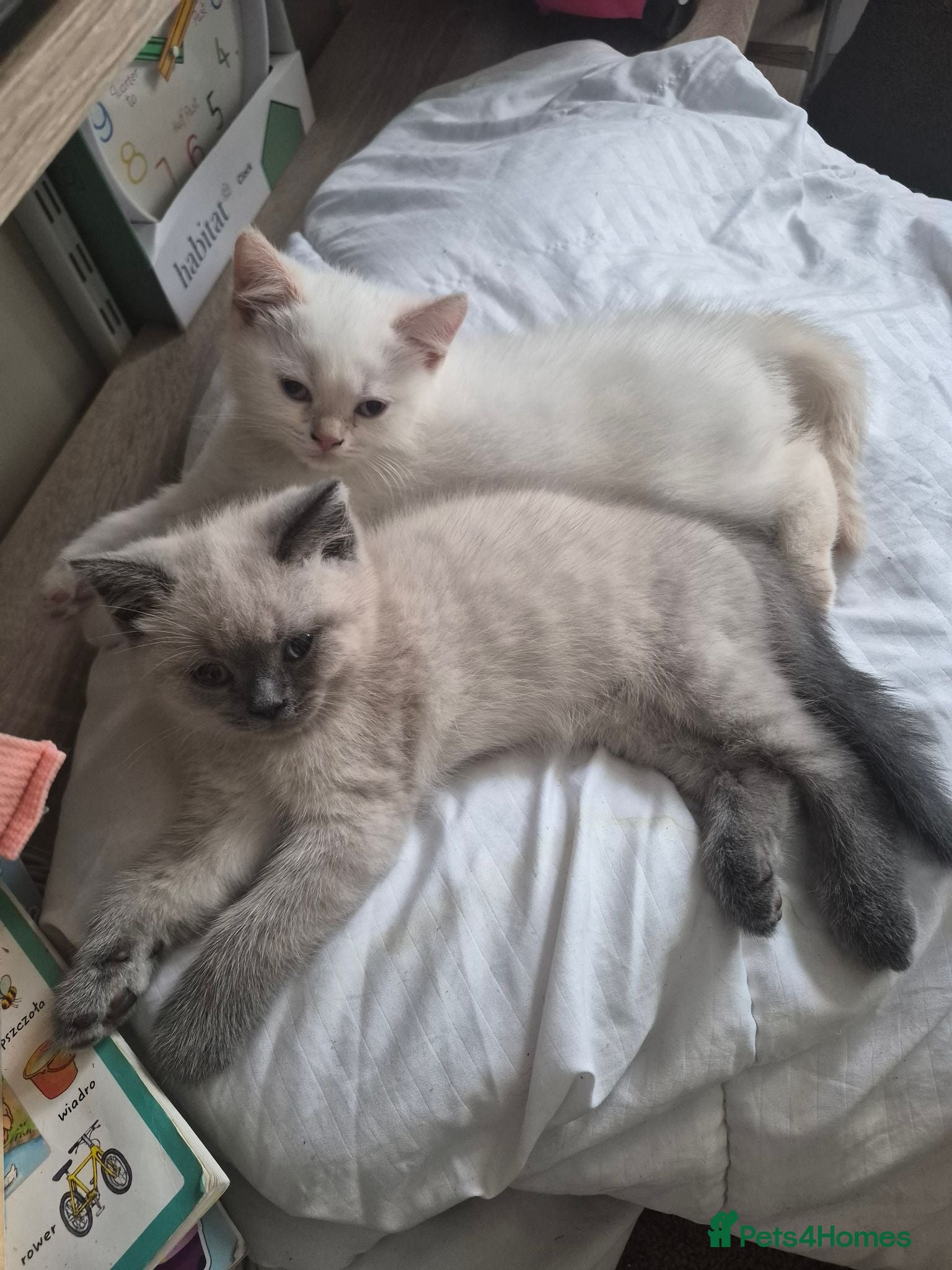 British Shorthair cats for sale: Two stunning boys - Advert 1
