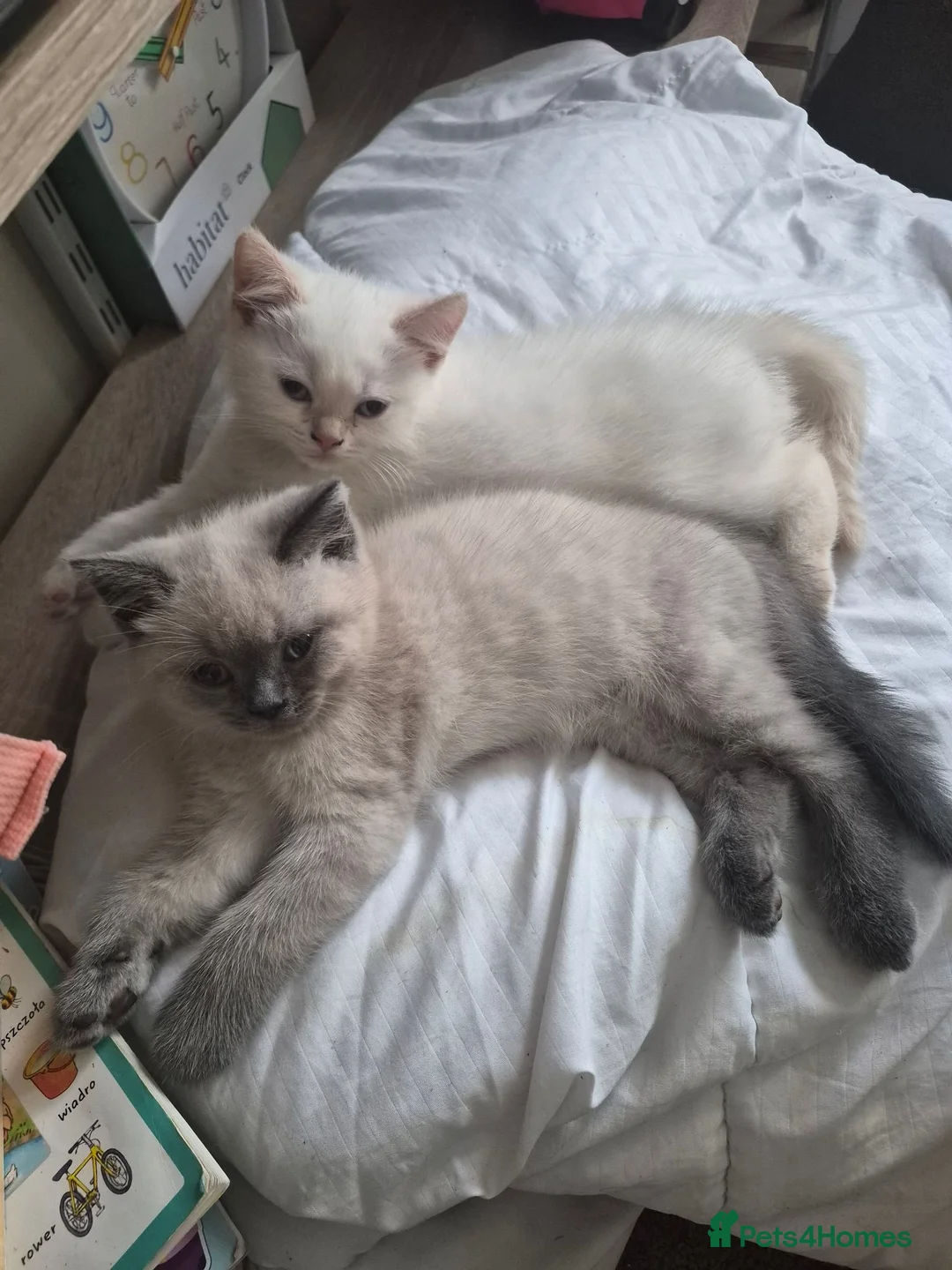 British Shorthair cats for sale: Two stunning boys - Advert 1