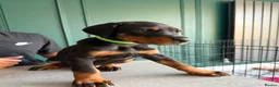 Dobermann dogs for sale: 2 LEFT,READY NOW,BEAUTIFUL DOBERMAN PUPPIES - Advert 31