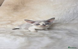 Devon Rex cats for sale: Devon Rex. 3 girls bominant blue eyes. All guts  - Image 26