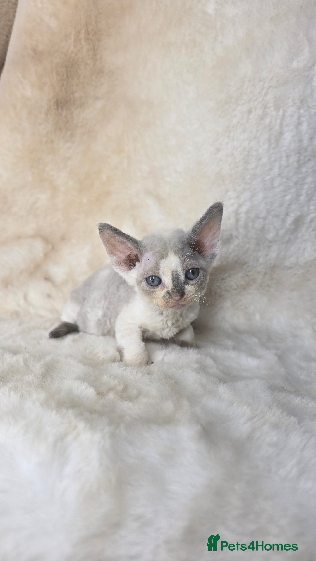 Devon Rex cats for sale: Devon Rex. 3 girls bominant blue eyes. All guts  - Image 26