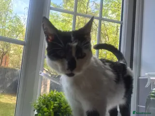 Mixed Breed cats 4 kittens looking for lovely homes - Advert 1