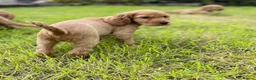Cocker Spaniel dogs for sale: Stunning Showtype cocker spaniel puppies  - Advert 3