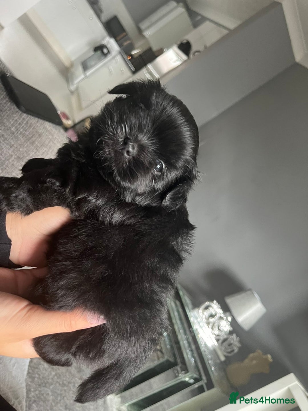 Shih Tzu dogs for sale: Bear 🐻  - Image 13