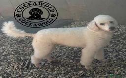 Cockapoo dogs for sale: Ready to Leave: F1 Cockapoo Puppies - Image 13