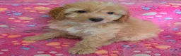 Cockapoo dogs for sale: Female Cockapoo - Advert 3