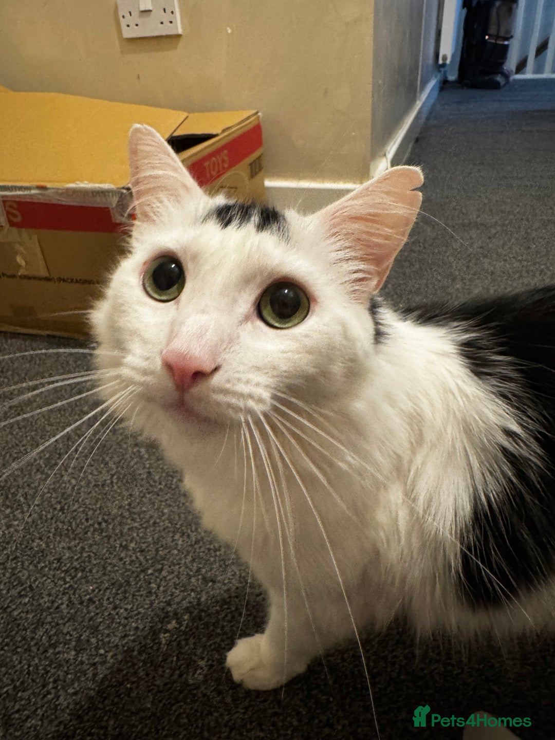 Mixed Breed cats for sale: 2 year old male cat - Image 2