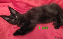 Maine Coon cats for sale: XL beautiful Maine coon gccf kittens for sale  - Advert 14