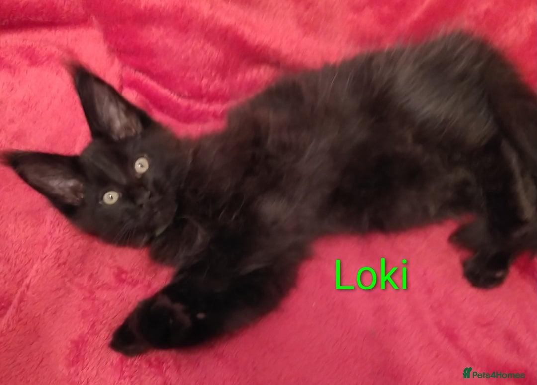 Maine Coon cats for sale: XL beautiful Maine coon gccf kittens for sale  - Advert 14