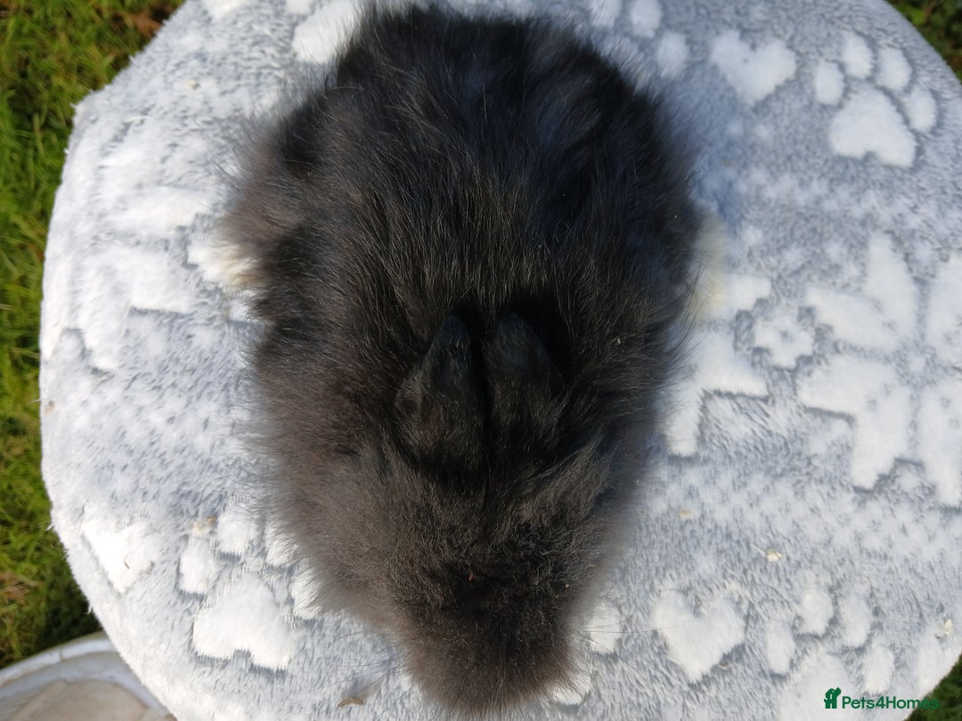 Lionhead rabbits for sale: Stunning DM Lionhead baby rabbits RTR - Image 5