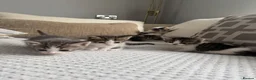 Mixed Breed cats for sale: 6 gorgeous kittens for sale - Advert 28