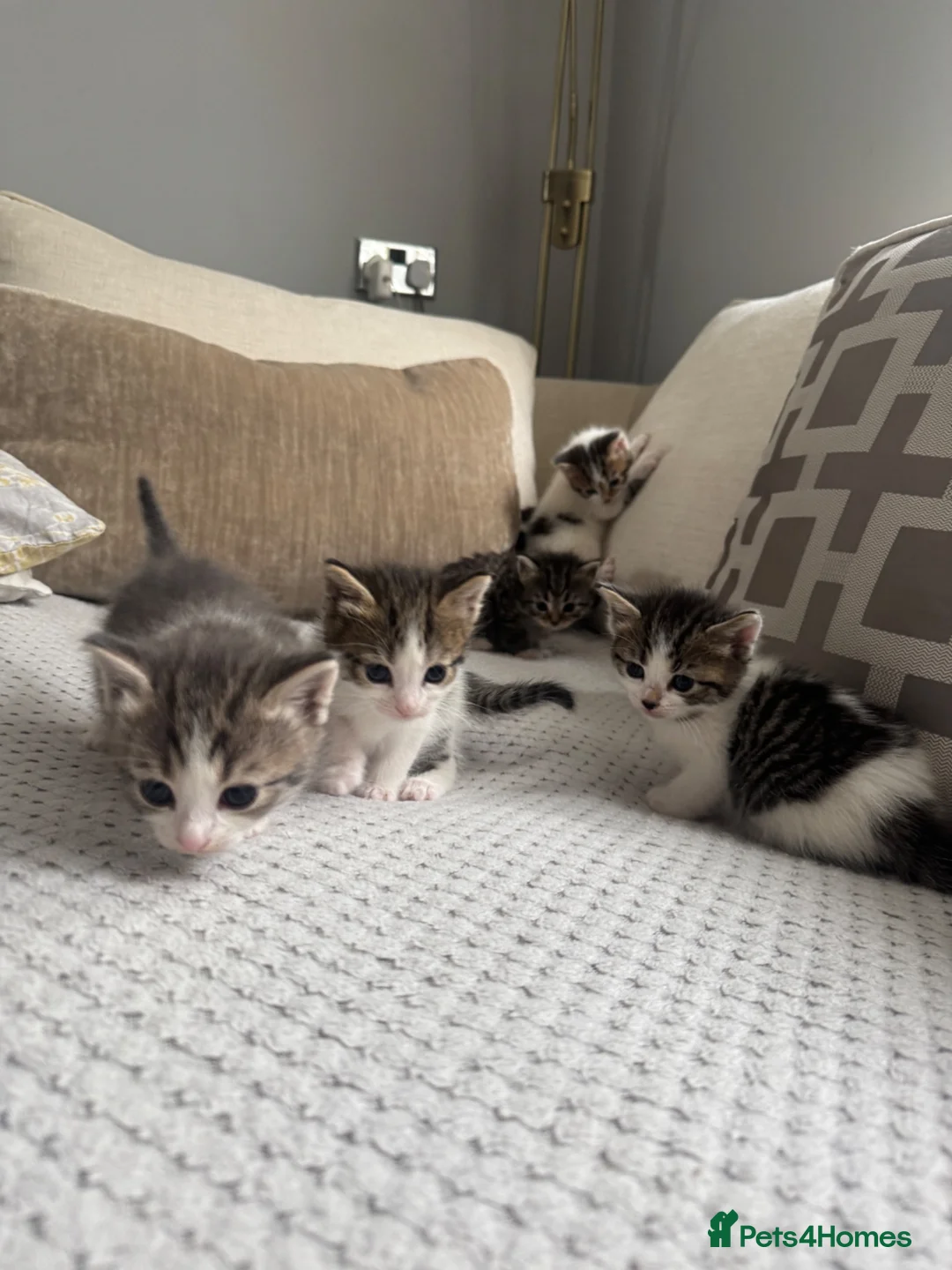 Mixed Breed cats for sale: 6 gorgeous kittens for sale - Advert 1