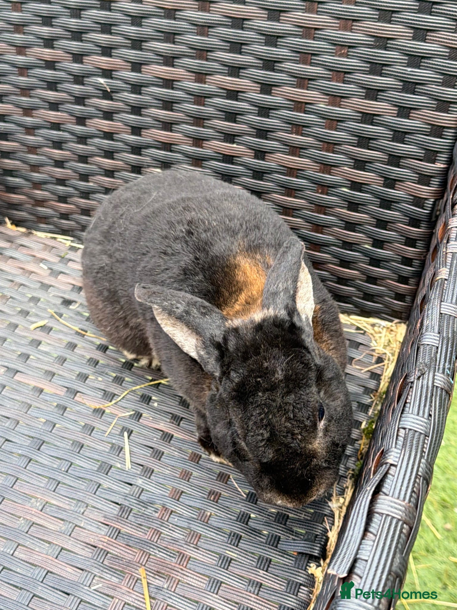 Mixed Breed rabbits Adult and baby rabbits - Advert 3