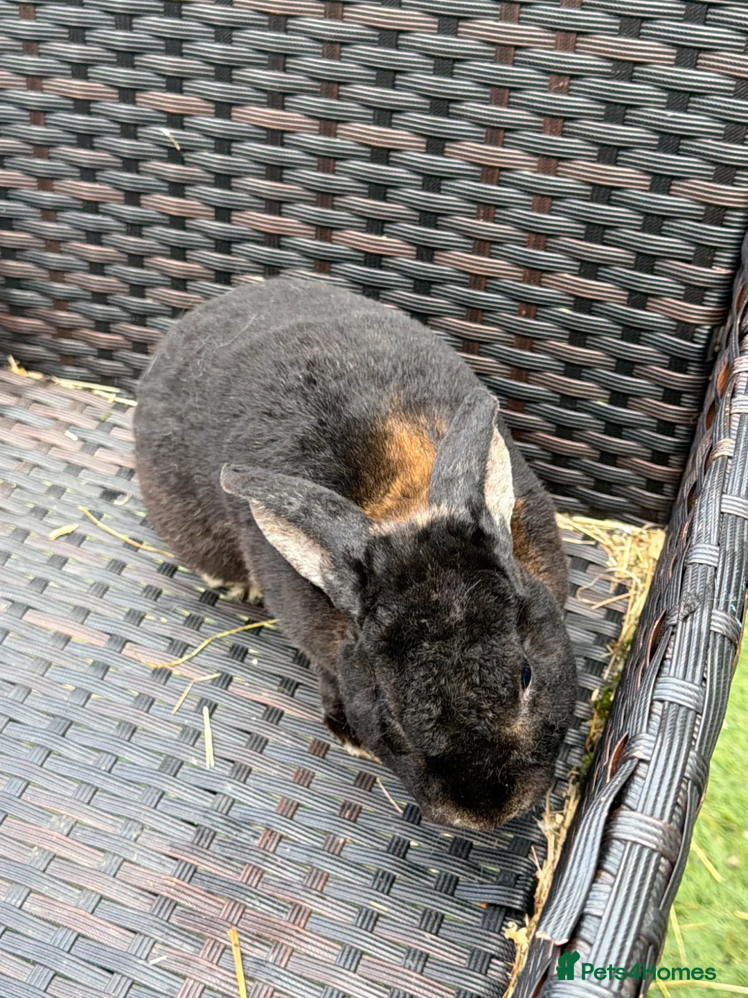 Mixed Breed rabbits for sale: Adult and baby rabbits - Advert 1