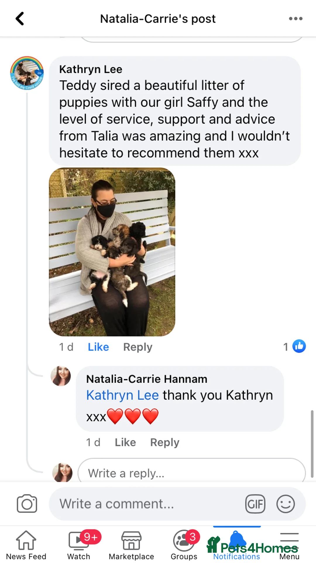 Toy Poodle dogs for stud: Champion Line KC Apricot Toy Poodle Stud in Ringwood - Advert 26