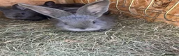 Continental Giant rabbits for sale: Rabbits for sale  - Advert 9