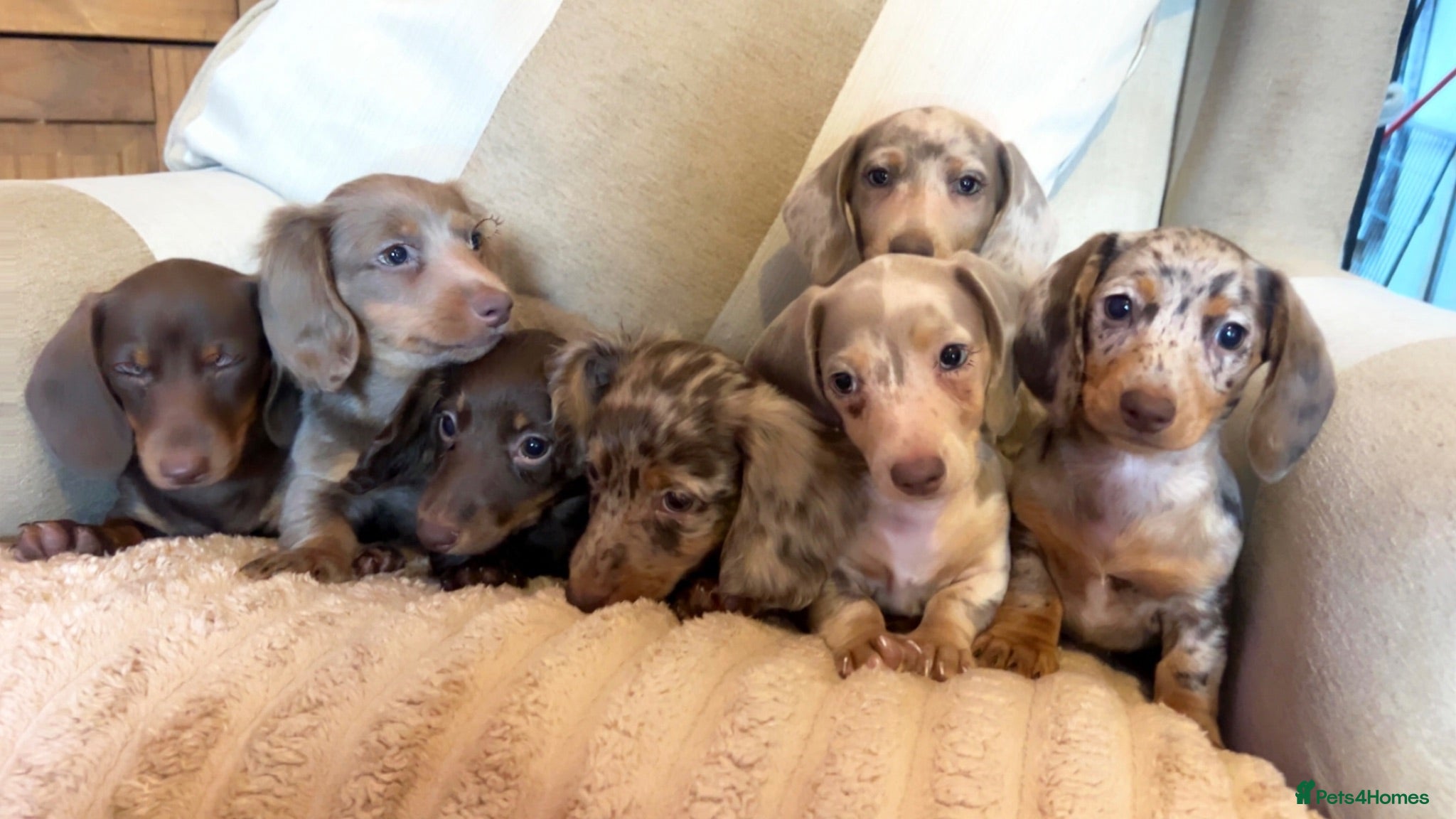 Miniature Dachshund dogs  miniature dashaunds  - Advert 2