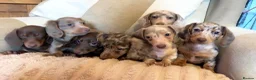 Miniature Dachshund dogs for sale: Miniature dadhaunds ready now  - Advert 7
