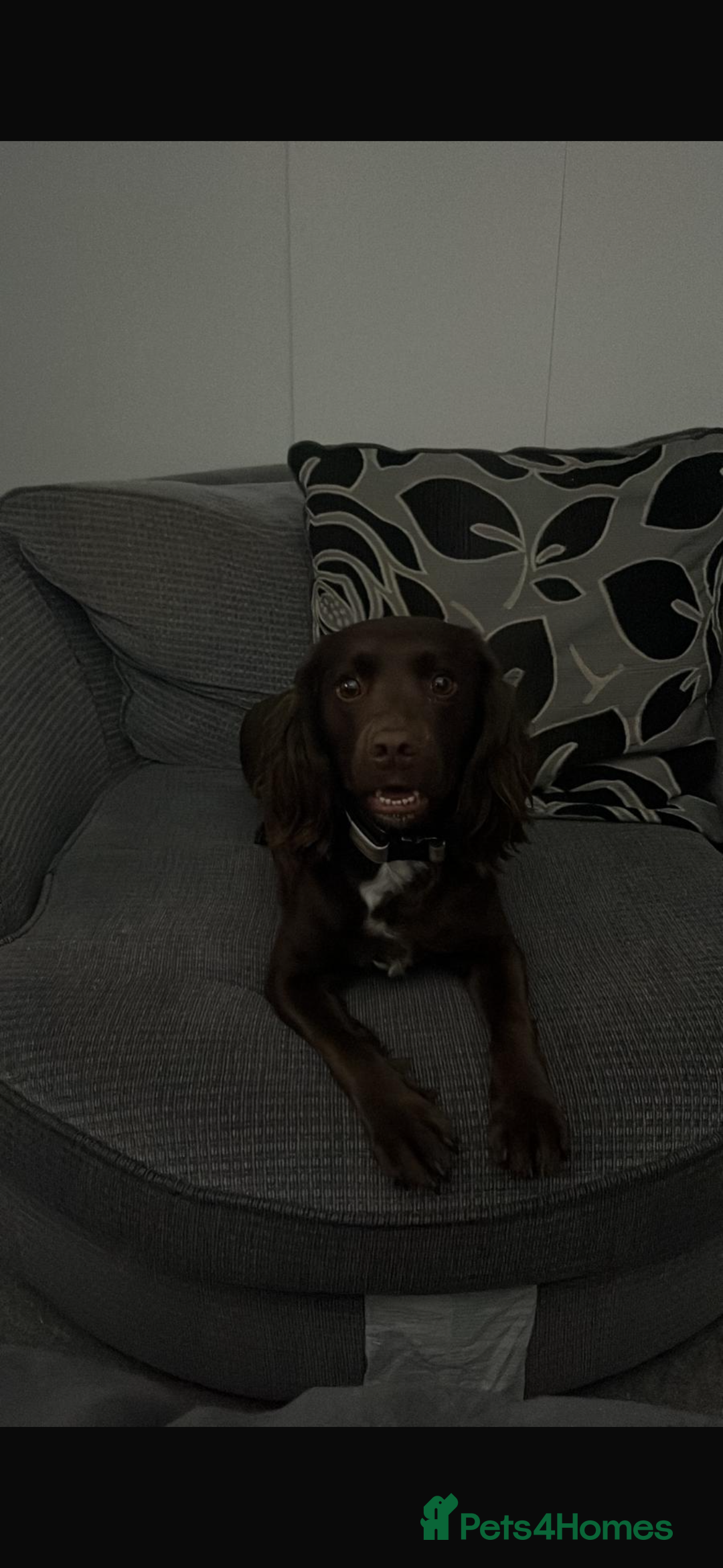 Mixed Breed dogs for sale: 5 BEAUTIFUL SPRINGER/SPROCKER PUPPIES FO SALE  - Advert 4