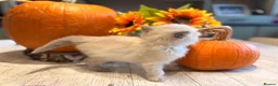 Ragdoll cats for sale: Beautiful litter of Ragdoll kittens - Advert 14