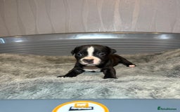 Staffordshire Bull Terrier dogs for sale: Staffordshire bull terrier puppy’s  - Image 24