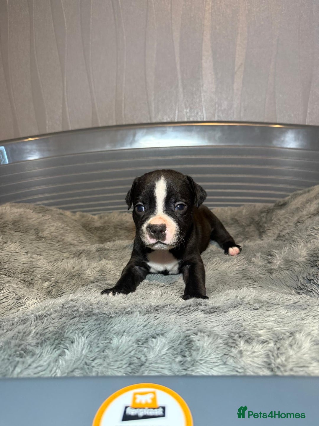 Staffordshire Bull Terrier dogs for sale: Staffordshire bull terrier puppy’s  - Image 24