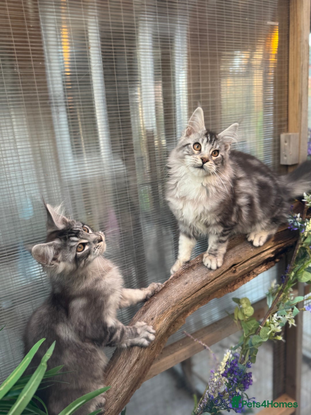 Maine Coon cats for sale: Stunning silver/black tabby MC boys available  - Advert 26