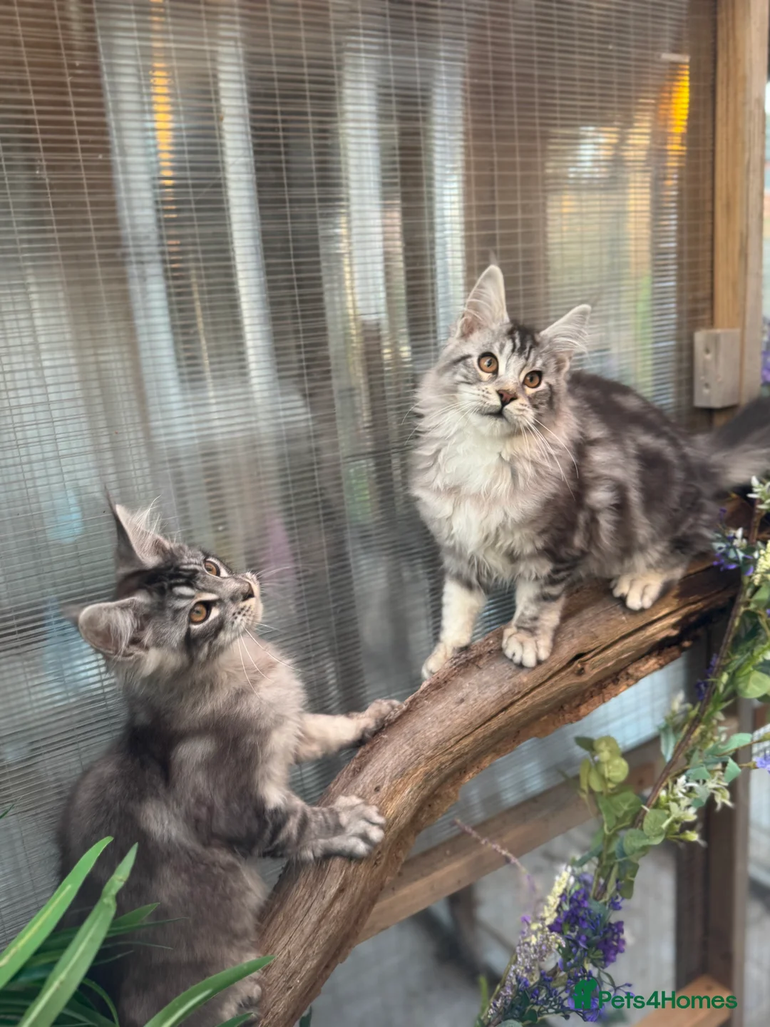 Maine Coon cats for sale: Stunning silver/black tabby MC boys available  - Advert 26