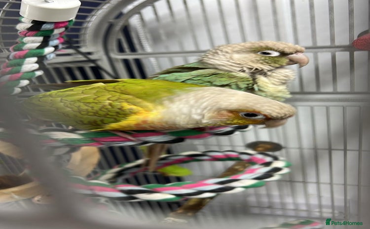Conures birds - Advert 5