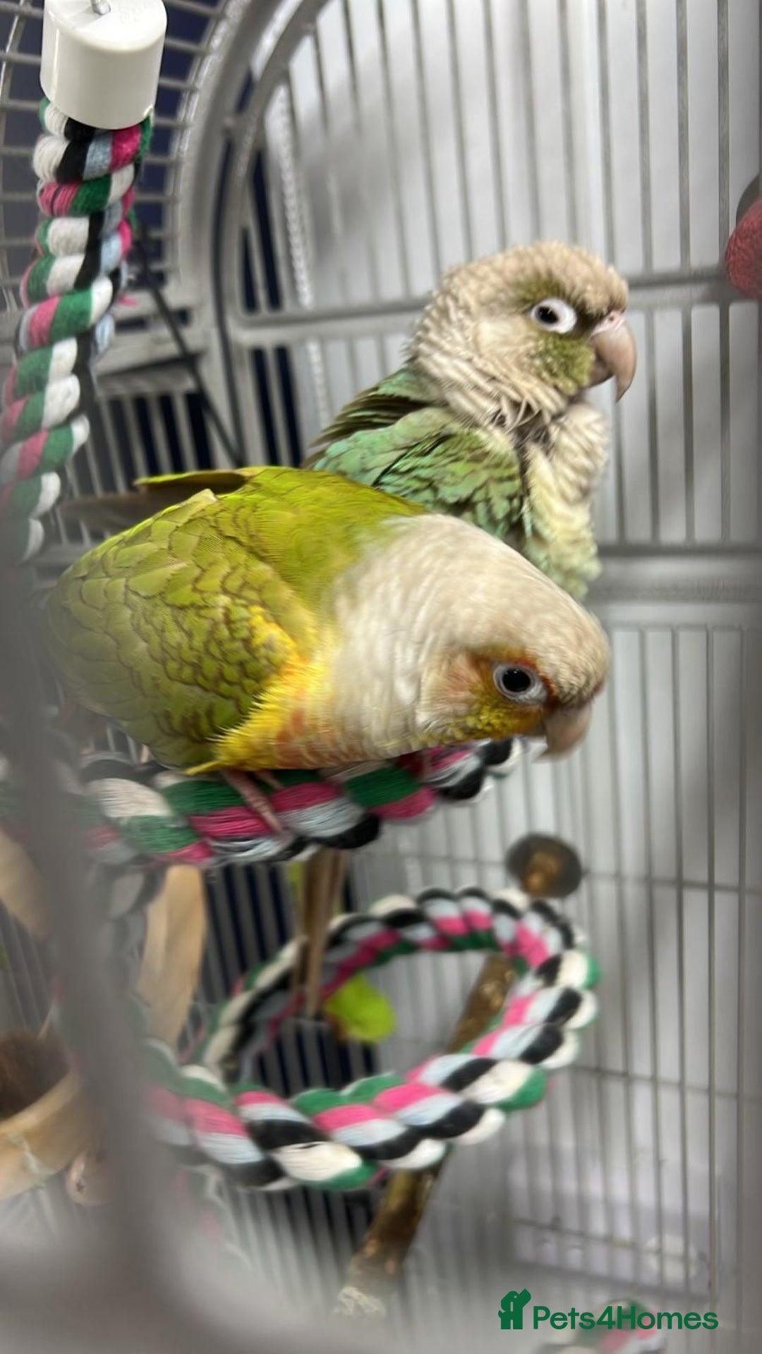 Conures birds for sale: Pair of conure parrots  - Image 1