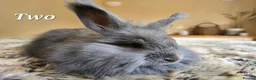 Angora rabbits for sale: Quality Angora Rabbits  - Advert 5