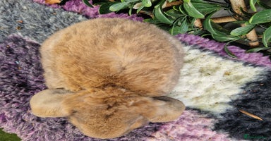 Mini Lop rabbits Baby mini plush lop doe  - Advert 6