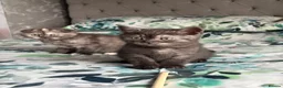 Scottish Fold cats for sale: 🐾Last 3 Scottish Fold/Straight kittens - Advert 9