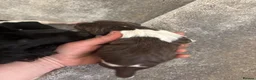 English Springer Spaniel dogs for sale: Springer Spaniel Puppies  - Advert 4