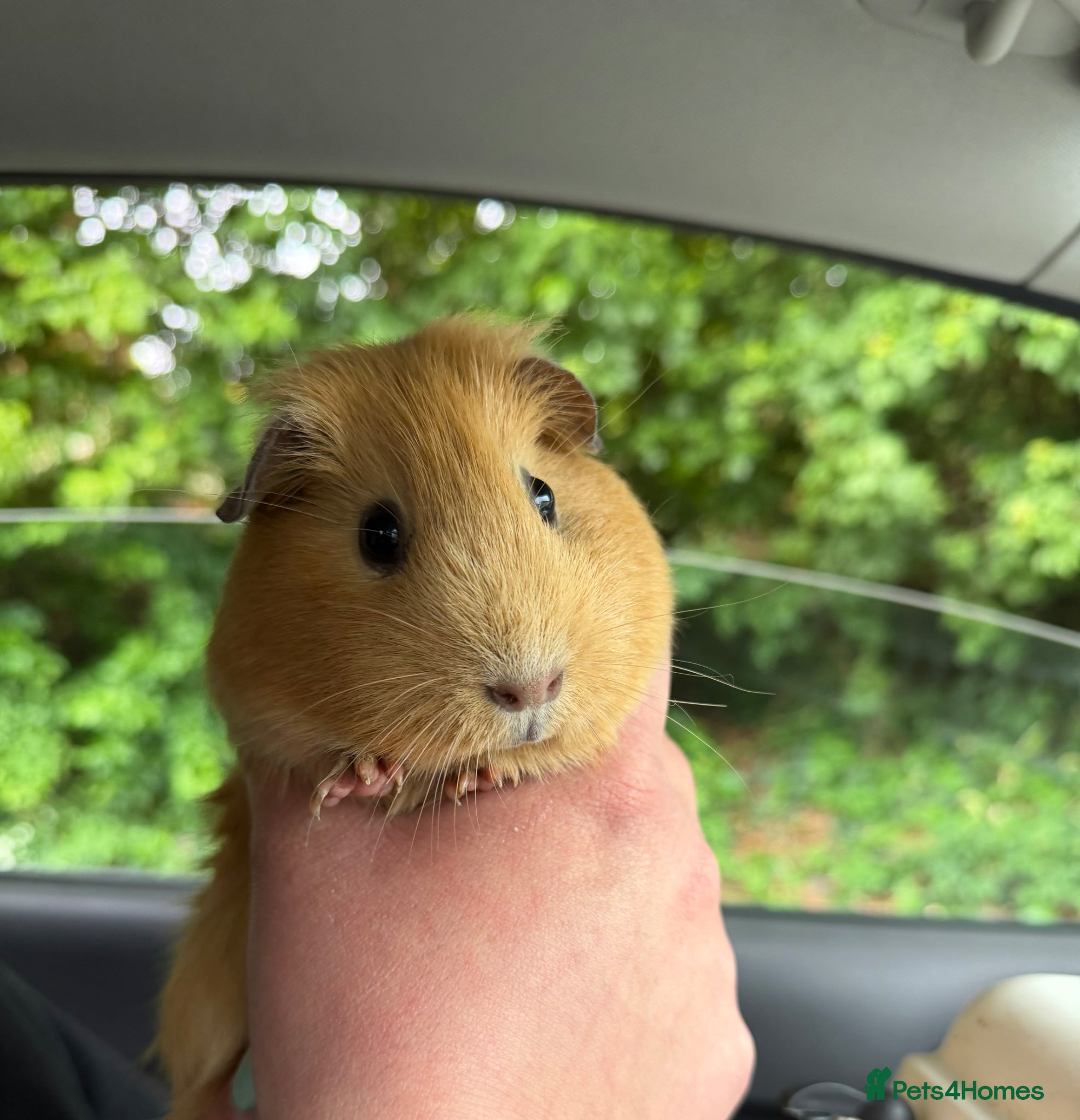 Guinea Pig rodents *FREE* Female guinea pigs  - Advert 1