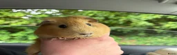 Guinea Pig rodents for sale: *FREE* Female guinea pigs  in Lymington - Advert 1