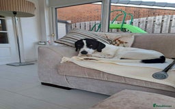 Pointer dogs for adoption: Charlie is looking for his forever home  - Image 17