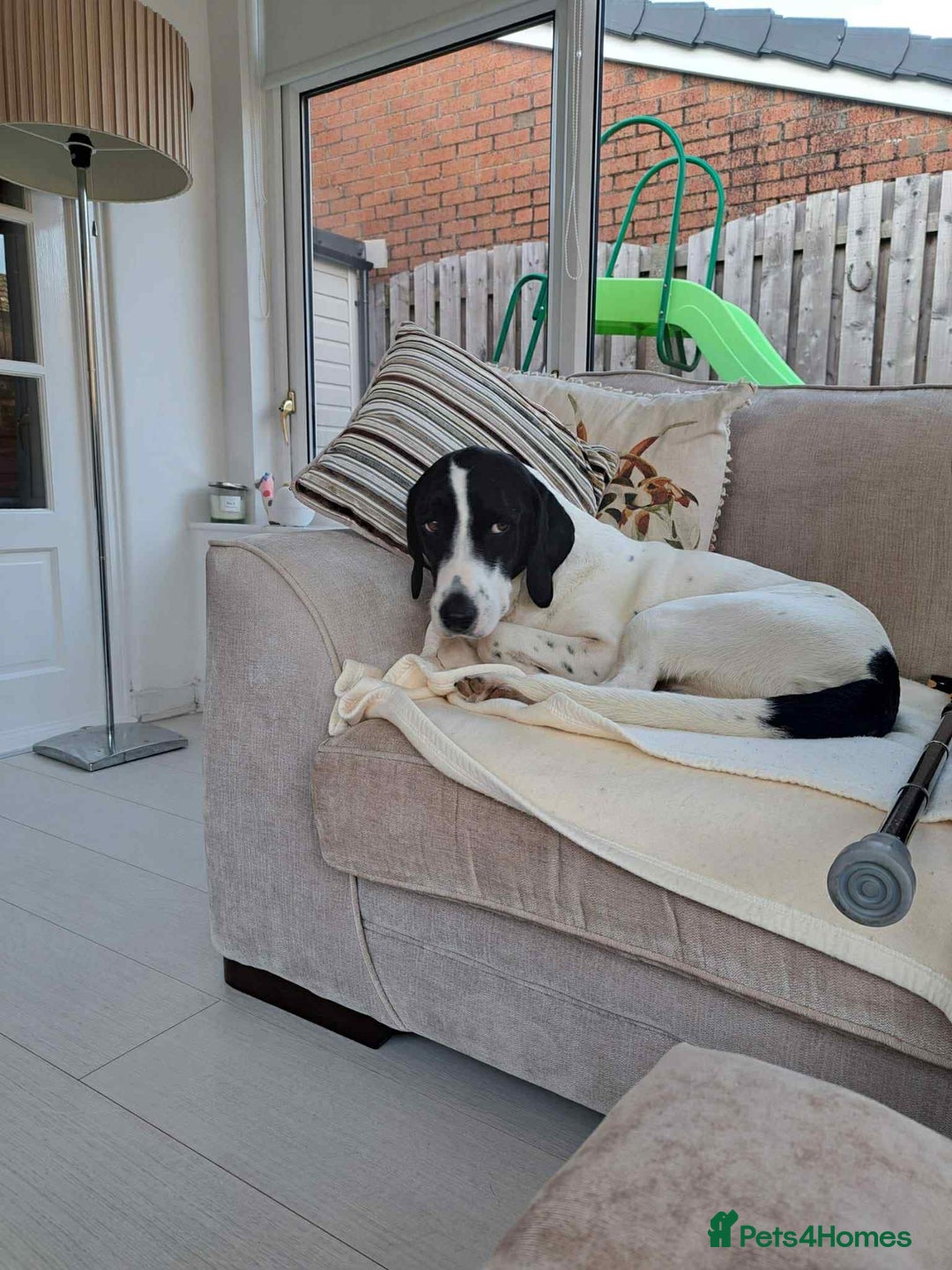 Pointer dogs for adoption: Charlie is looking for his forever home  - Image 17