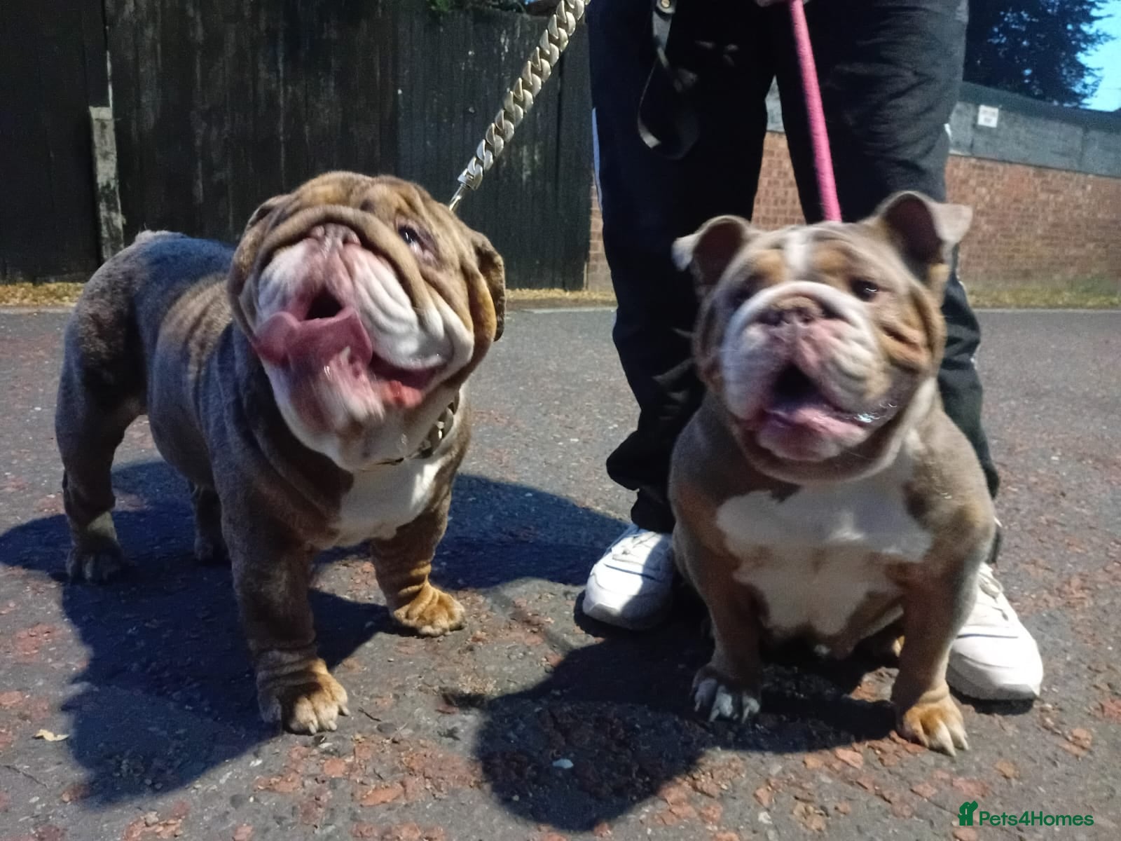 English Bulldog dogs ✨ English Bulldog Puppies Exceptional Bloodlines ✨ - Advert 3