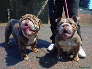 English Bulldog dogs ✨ English Bulldog Puppies Exceptional Bloodlines ✨ - Advert 2