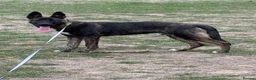 Belgian Shepherd Dog dogs for sale: Dutch Herder 5 months  in Slough - Advert 3
