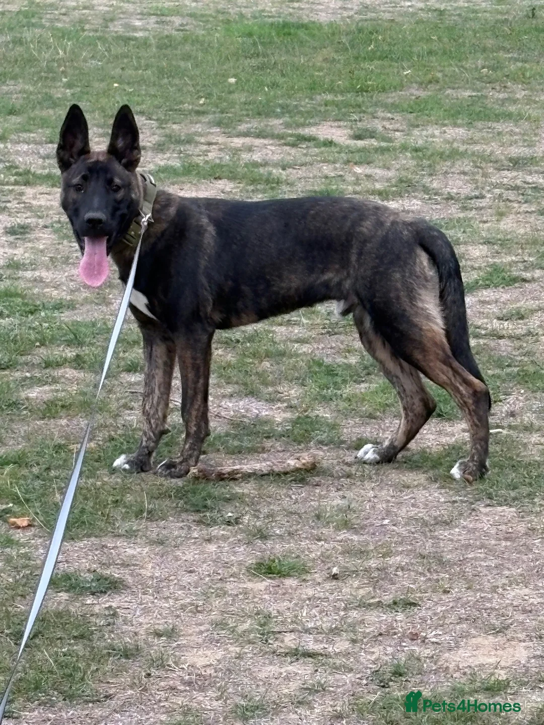 Belgian Shepherd Dog dogs for sale: Dutch Herder 5 months  in Slough - Advert 3