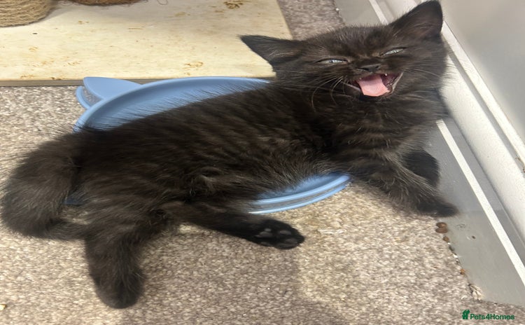 British Shorthair cats British short hair - Advert 2