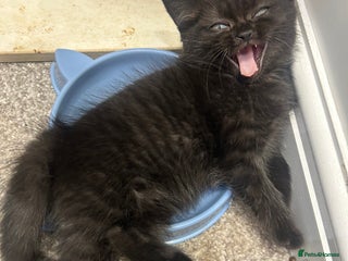 British Shorthair cats British short hair - Advert 11