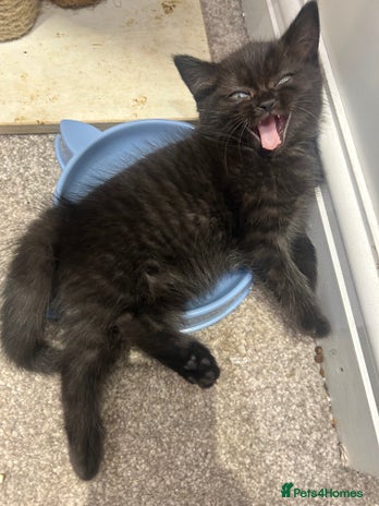 British Shorthair cats British short hair - Advert 2