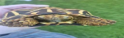 Tortoise reptiles for sale: MALE INDIAN STAR TORTOISE  in Newcastle upon Tyne - Advert 6