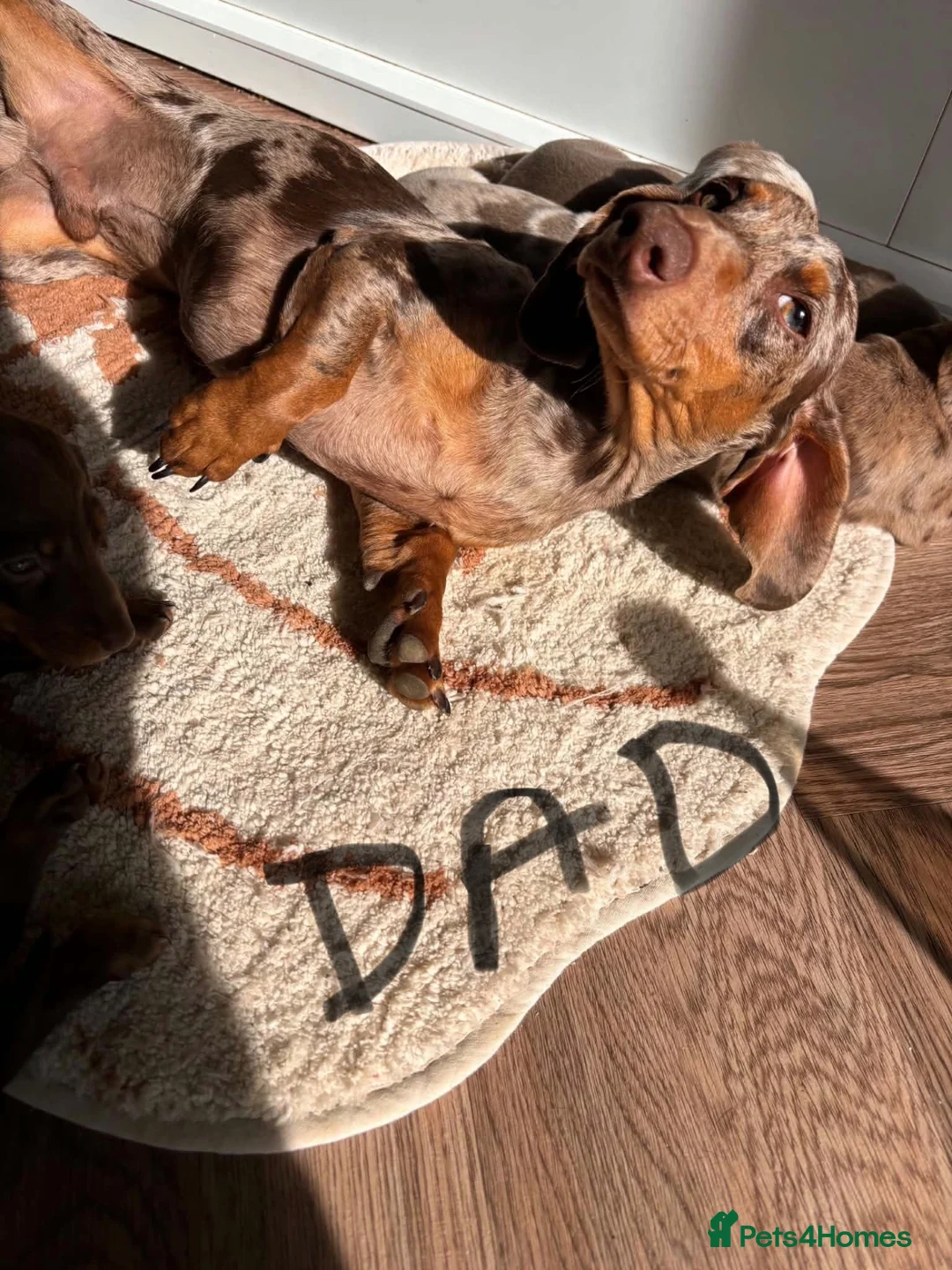 Miniature Dachshund dogs for sale: Miniature dachshund puppies 3 girls and one boy  in Bedford - Advert 2